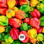 Ingredientes Clave de la Cocina Venezolana