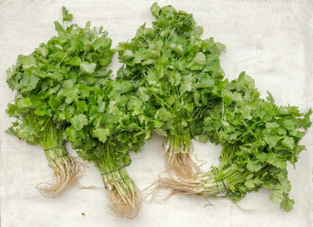 cilantro for Venezuelan guasacaca sauce